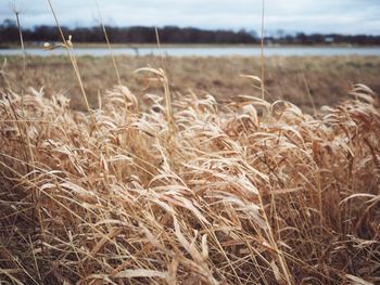 Close-up of wheat field