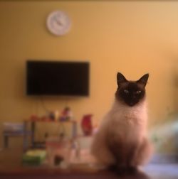 Close-up portrait of cat sitting at home