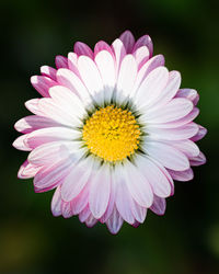 Close-up of pink flower