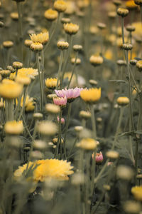 Close-up of yellow flowering plant