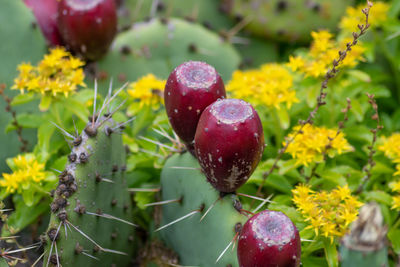 Close-up of strawberry growing on plant