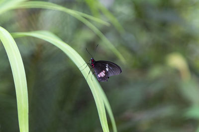 Close-up of butterfly pollinating on purple leaf