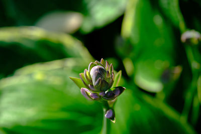 Close-up of red flower bud