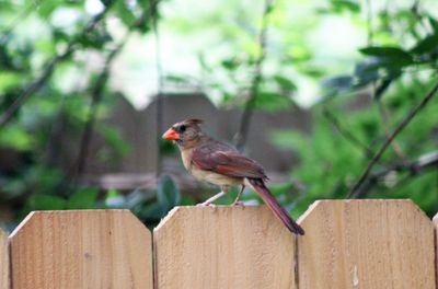 Close-up of bird perching on wood