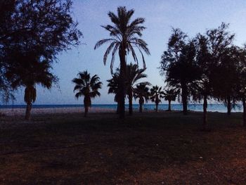 Palm trees on beach