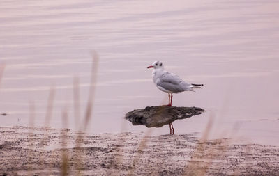 Seagull perching on a beach