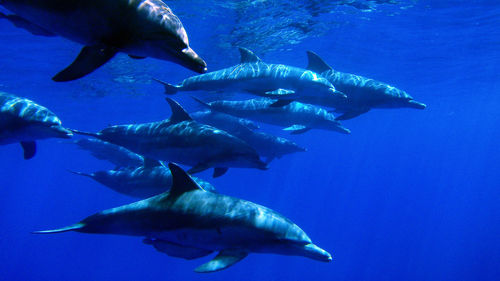 Fish swimming in sea