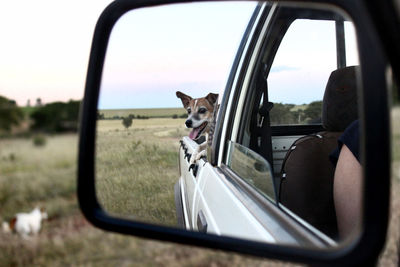 Reflection of dog in side-view mirror of car