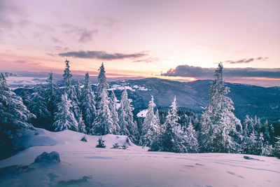 Panoramic view of trees on landscape against sky during sunset
