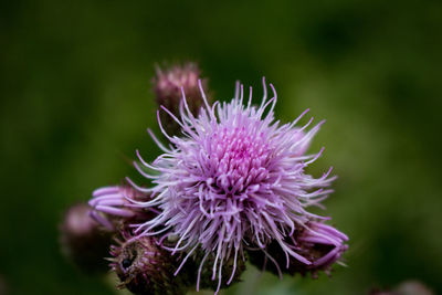 Close-up of purple thistle flower