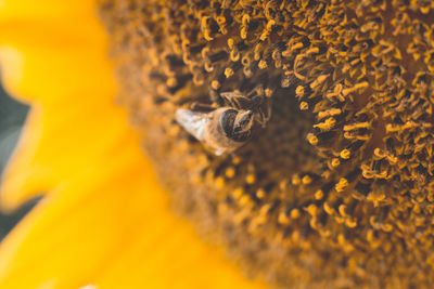 Close-up of bee on yellow flower