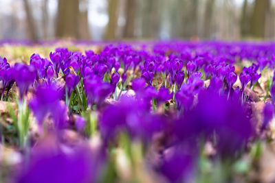 Close-up of purple crocus flowers in field