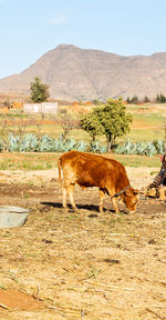 Cow grazing in a field