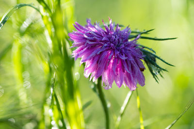 Close-up of purple flowering plant