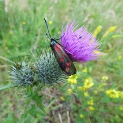 Close-up of insect on thistle flower