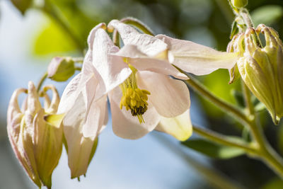 Close-up of white flowering plant