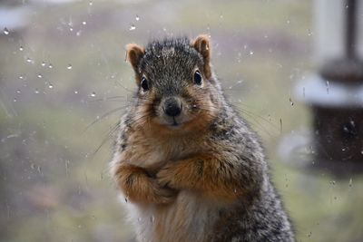 Curious squirrel