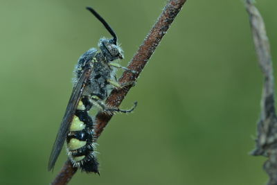 Male striped sweat bee 