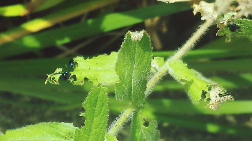 Close-up of plant