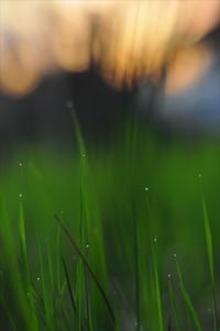 Close-up of wet grass on field