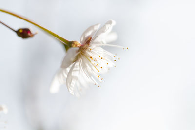 Close-up of cherry blossom against white background