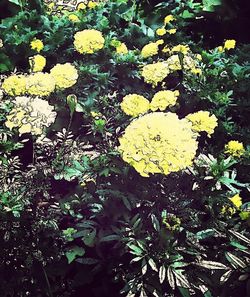 Full frame shot of yellow flowers