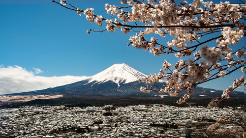 Cherry blossom tree with snowcapped mountain in background