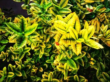 High angle view of yellow flowering plant