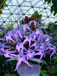 Close-up of purple flower blooming in greenhouse