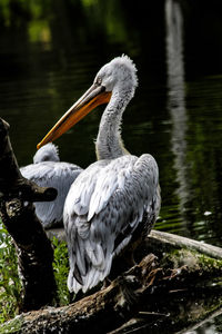 Bird perching on a lake