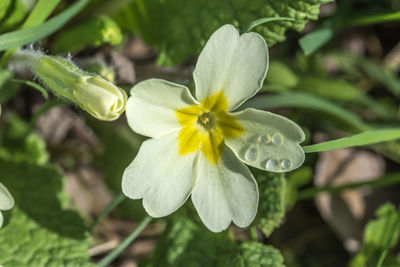 Close-up of white flowers