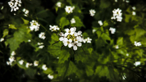 Close-up of white flowers blooming on tree