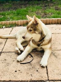 Dog looking away while sitting on footpath