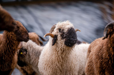 Close-up of sheep on field