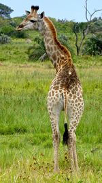 Giraffe on field