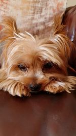 Close-up portrait of a dog