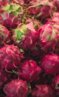 Full frame shot of pink roses