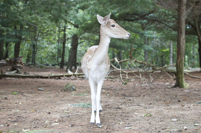 Portrait of giraffe standing in forest