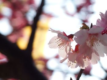 Close-up of fresh flowers blooming on tree