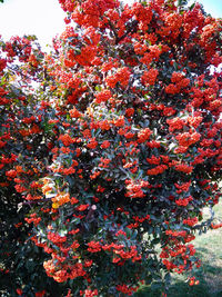 Low angle view of red flowering tree
