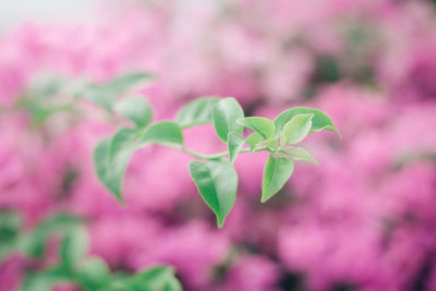 Close-up of leaves against blurred flowers