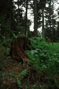 Trees in forest