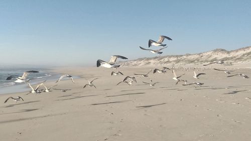 Seagulls flying over beach against sky