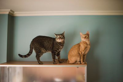 Side view of a cat sitting at home