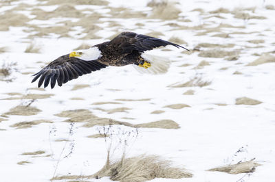 Bald eagle flying over snowy land