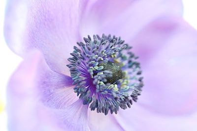 Extreme close-up of purple flower pollens