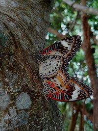 Close-up of butterfly on tree trunk