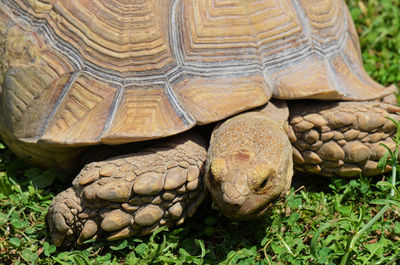 Close-up of african spurred tortoise on grassy field