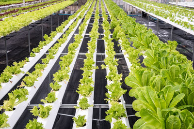 High angle view of greenhouse