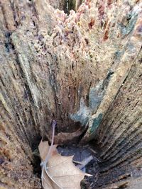 High angle view of tree trunk